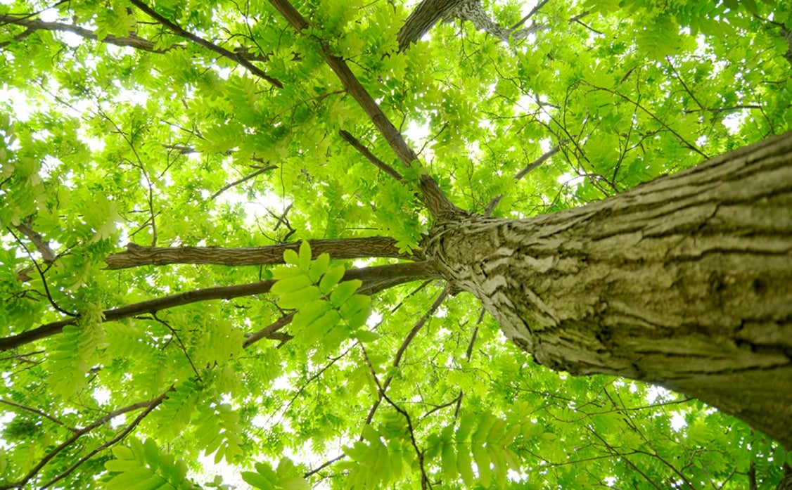 Sveika ateitis: žmonėms ir planetai